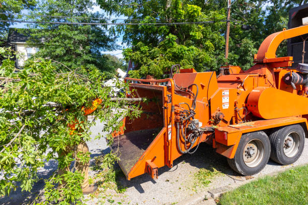 Tree Service Company in Montecito, CA